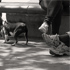 Christoph Radke, New York City, Washington Square, dogs, 2016